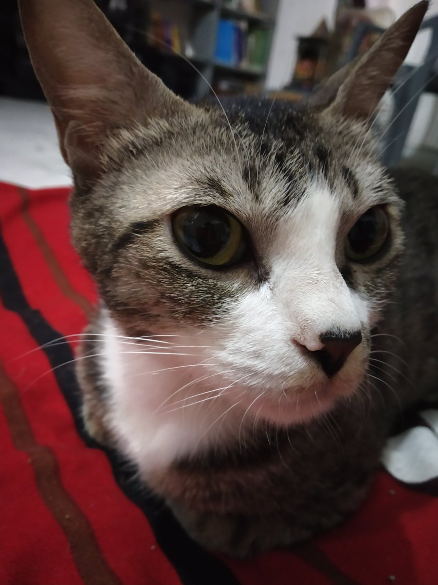 MeowAndMini1's tweet image. #cool