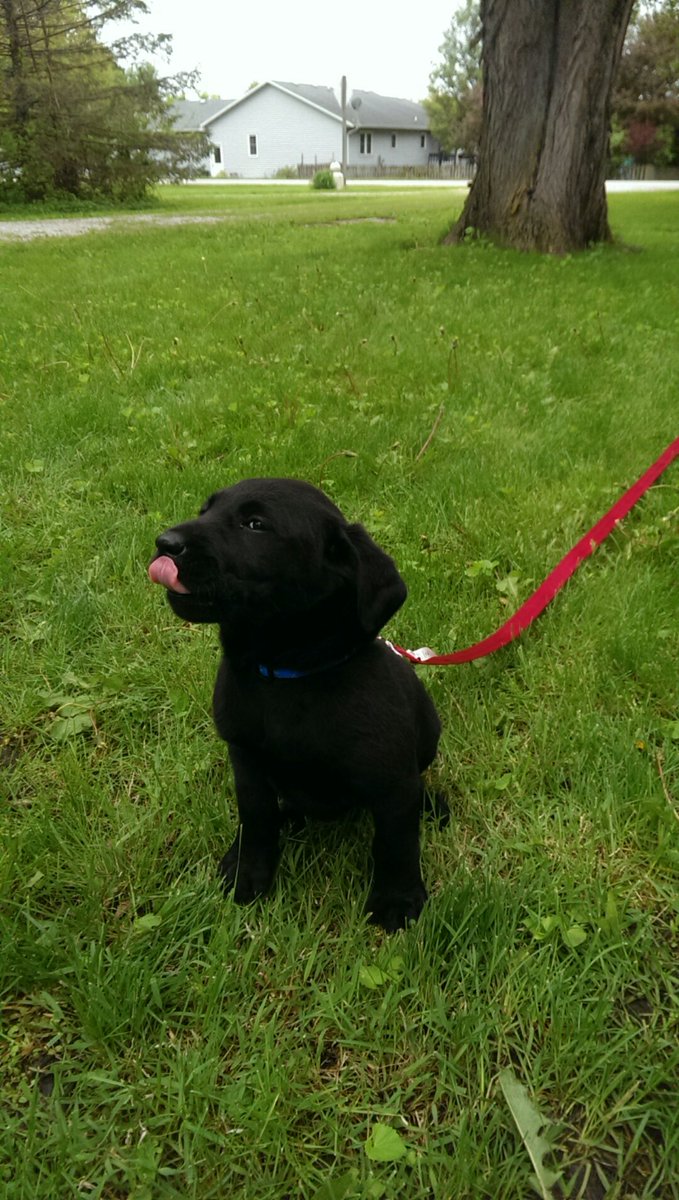 bdedic_'s tweet photo. New puppy = no sleep! https://t.co/ZLW5kIgR3q
