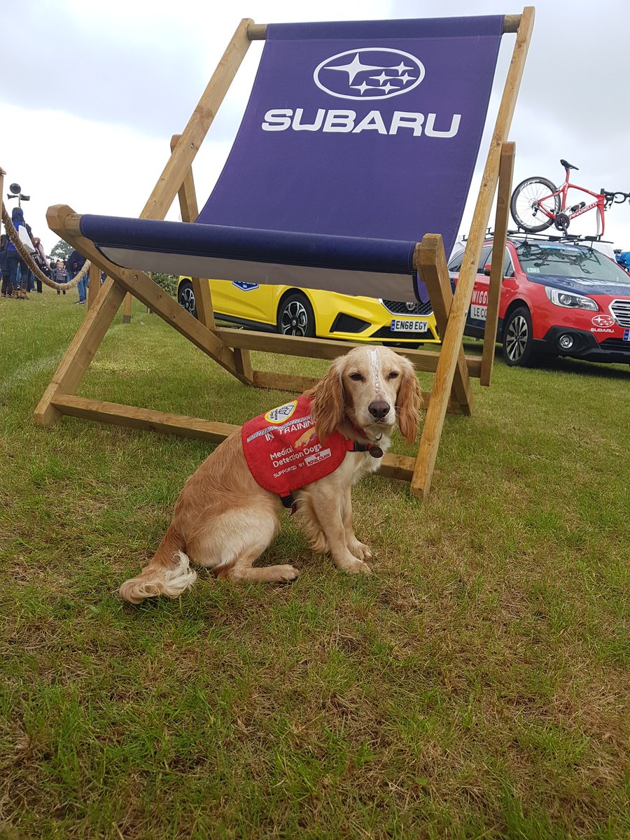 Great to meet Stephen from <a href="/PerkinsGarages/">Perkins Garages MG &</a> today. Thanks for chatting to <a href="/MedDetectDogs/">Medical Detection Dogs</a> Archie 🐾
