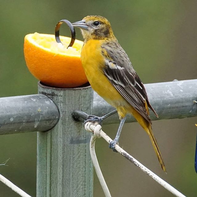 female Baltimore oriole loving those oranges
#baltimoreoriole #sonya6000 #tamron150600mm #birdsofinstagram #ig