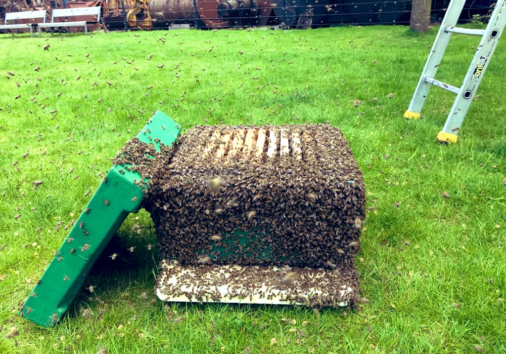 kanal_77's tweet photo. Auf den #Discomove folgte das nächste (gut überstandene) #Abenteuer: Imker Ferdinand hat heute ein Bienenvolk eingesammelt, das im Binnenhafen an einem Baum hing. #Hamburg #Harburg #Tiere #Hafen https://t.co/V5SgAAu3qz
