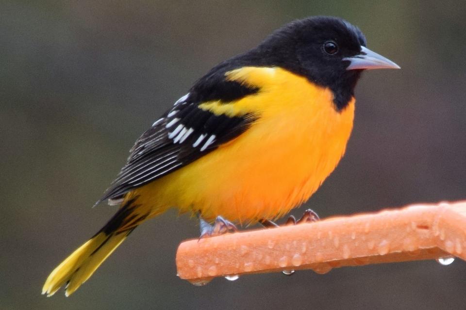 PrMelodyBirds's tweet photo. Hey DuPage County! Want to grow a #PesticideFree Park? This #CGGweek, join @lisleparks in rolling-out its #organic park pilot program on 6/2. Details at https://t.co/yehjMjGKsz . Pesticide Free @PrMelodyBirds is excited to sponsor a table at the event! https://t.co/NuEOCjKveS