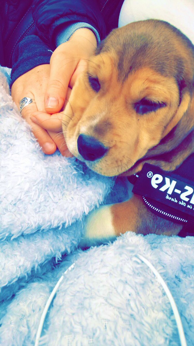 adeharel's tweet photo. Et voilà, on est trois maintenant 🐶😍 https://t.co/kSIRelOmA1