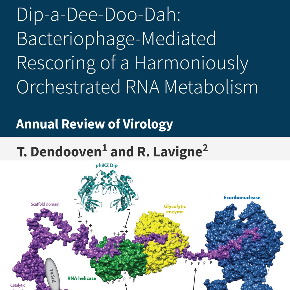 Rob Lavigne (@roblavigne1) on Twitter photo #bacterial #viruses hijack the #bacteria #metabolism, including #RNA turnover. Our #Review on #phage #host #transcription mechanisms in <a href="/AnnualReviews/">Annual Reviews</a>
#Virology : bit.ly/2Qcvkvc thanks #Editor <a href="/GHatfull/">Graham Hatfull</a> for the quirky title idea. #microbiology #protein #biotechnology #bacterial #viruses hijack the #bacteria #metabolism, including #RNA turnover. Our #Review on #phage #host #transcription mechanisms in <a href="/AnnualReviews/">Annual Reviews</a>
#Virology : bit.ly/2Qcvkvc thanks #Editor <a href="/GHatfull/">Graham Hatfull</a> for the quirky title idea. #microbiology #protein #biotechnology