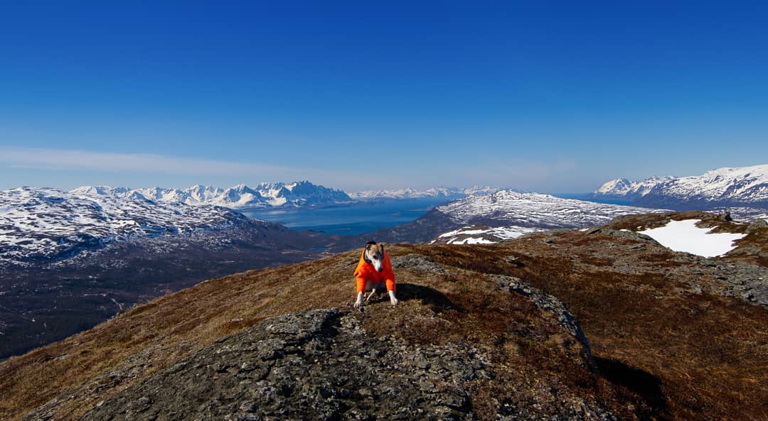 Det var godt med frisk fjellluft i dag 🙂👍

#utpåtur #whippet #vår #ThePhotoHour #stormhour #nature #norway
