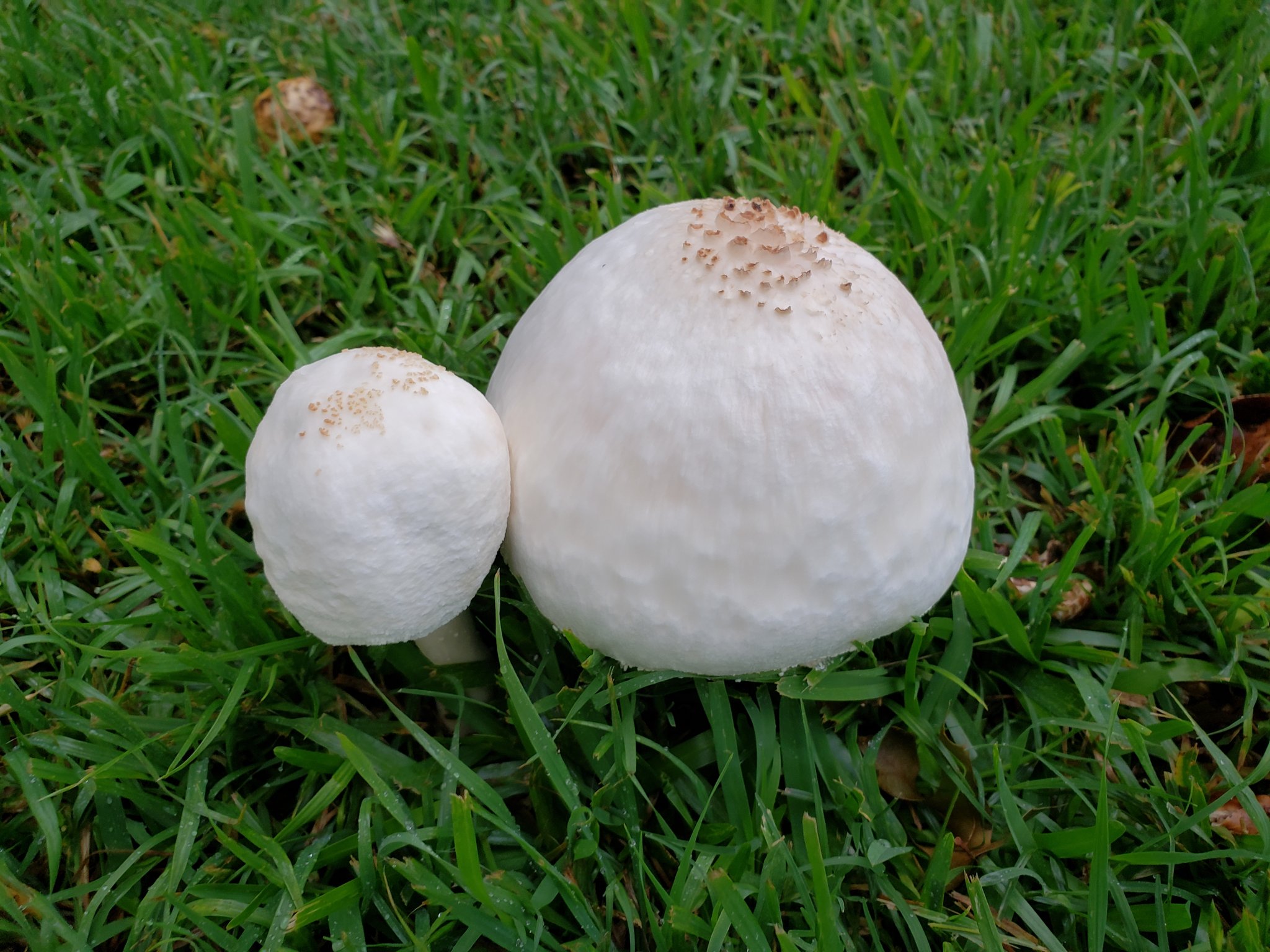 Gaijin Goombah 外人グーンバ Like This Tweet If You Re Sick To Hell With Tabloid Drama Bullshit Taking Over Twitter And Youtube Also Here S A Picture Of Some Mushrooms Because At