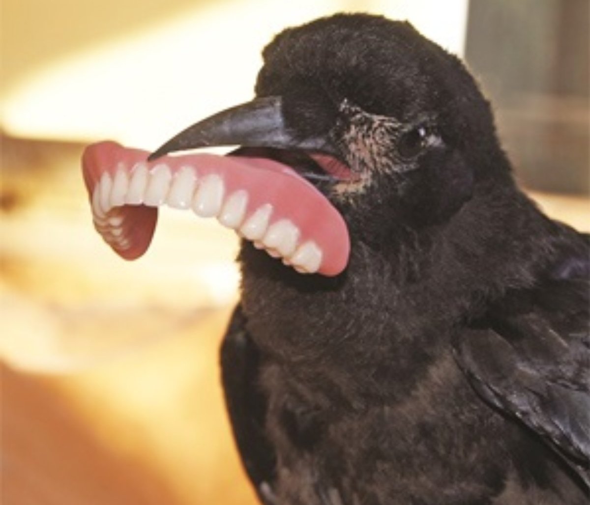 Smile big #MurderOfCrows #Crows #Smile #BirdsDamnIt