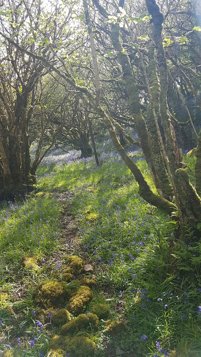 DonaldIslay's tweet photo. Fantastic weekend sharing Evie and Johns big day then today a ramble over the hills with Rhona and Calum to blow the cobwebs away sharing a dram about #Islays ancient glories and interesting stories. With #misguidedtours #ISLANDERS #Islandliving #Hebrideanlife #Whisky #scotland https://t.co/jFOorB2fRv