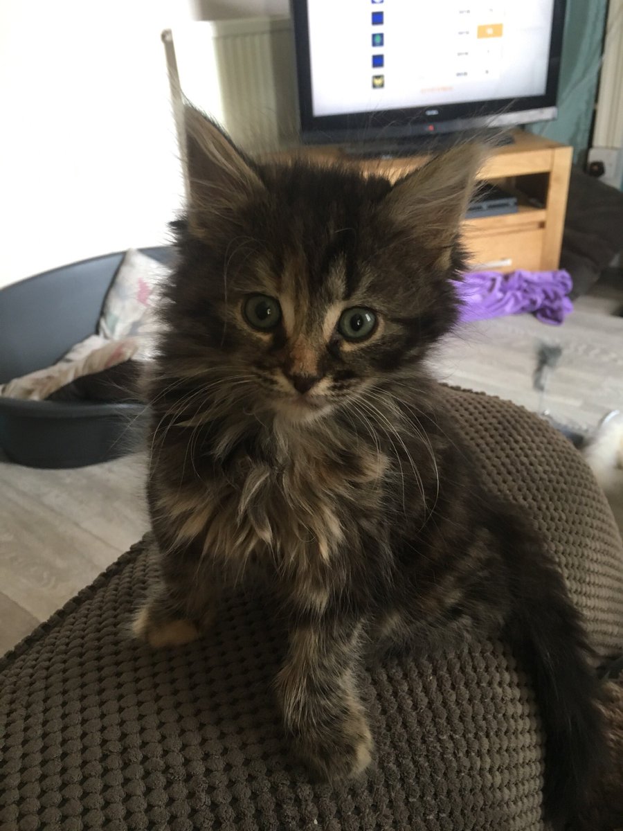 The cutest of distractions 😺