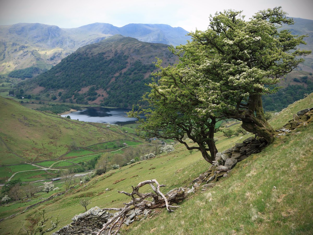 Some pictures from a walk up Angletarn Pikes, Rest Dodd, The Nab and Brock Crags. Bit claggy, but nice and dry underfoot. #Cumbria #LakeDistrict #Patterdale