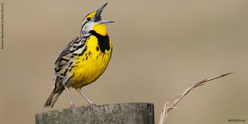 One seed coated with neonicotinoid #pesticides is enough to kill a #bird like Eastern Meadowlark. Avoiding these and other pesticides in your home and #garden can make a difference! Learn more: abcbirds.org/neonics