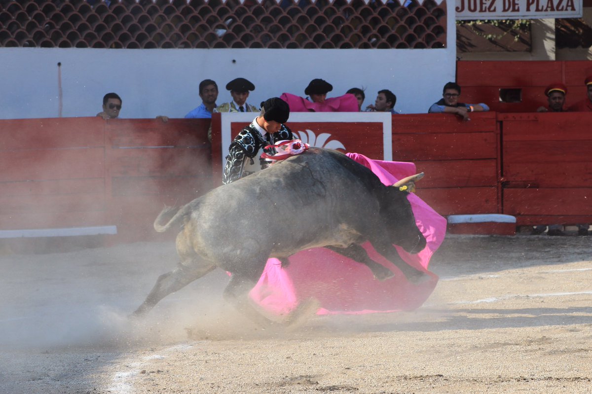 ciudadtaurina's tweet photo. @Sebas_ibelles corta dos Orejas a #Guadalupano de #SantoTomas el cual le exigió carnet a Ibelles quien mostró su madures. Gran estocada que hace doblar sin puntilla. @ntrtoros @TorosFlorecita @GRanchoSeco @CesarIbelles https://t.co/Zj5JgOrHee
