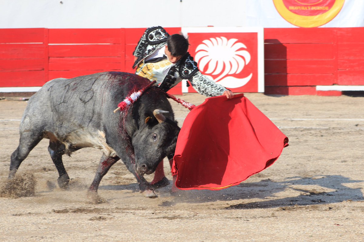 ciudadtaurina's tweet photo. @Sebas_ibelles corta dos Orejas a #Guadalupano de #SantoTomas el cual le exigió carnet a Ibelles quien mostró su madures. Gran estocada que hace doblar sin puntilla. @ntrtoros @TorosFlorecita @GRanchoSeco @CesarIbelles https://t.co/Zj5JgOrHee
