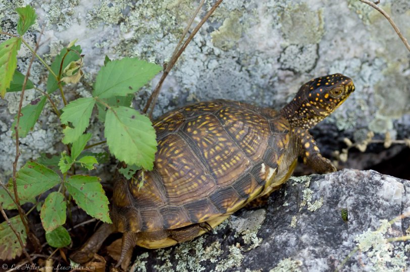 Dear Public Lands Committee please Stop <a href="/Interior/">US Department of the Interior</a> Sec. from authorizing drilling, mining &amp; fracking on Our #publiclands 🌱🌄🌿 #turtles #herpetology #Resist
