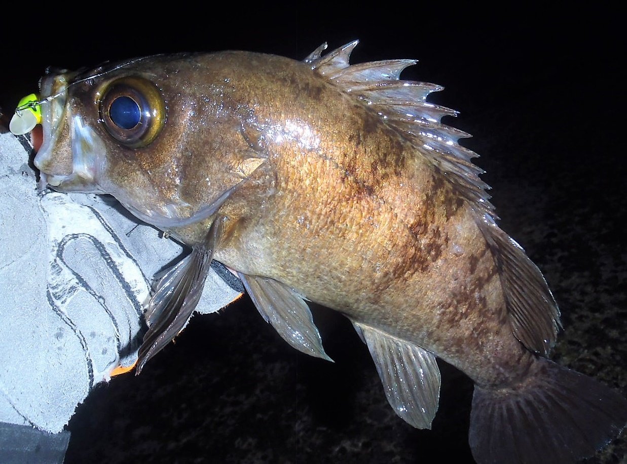 永島 規史 長期ロード中の釣りは山形 鶴岡でのメバルプラッギング 途中でデジカメ死亡 ただ なんで大半アジングばっかなんだ こんなに釣れるのに 山形 庄内 鶴岡 メバル プラッギング Apia Dover46slowsinking Grandage Lite T Co 永島 規史 長期ロード中の釣りは山形 鶴岡でのメバルプラッギング 途中でデジカメ死亡 ただ なんで大半アジングばっかなんだ こんなに釣れるのに 山形 庄内 鶴岡 メバル プラッギング Apia Dover46slowsinking Grandage Lite T Co