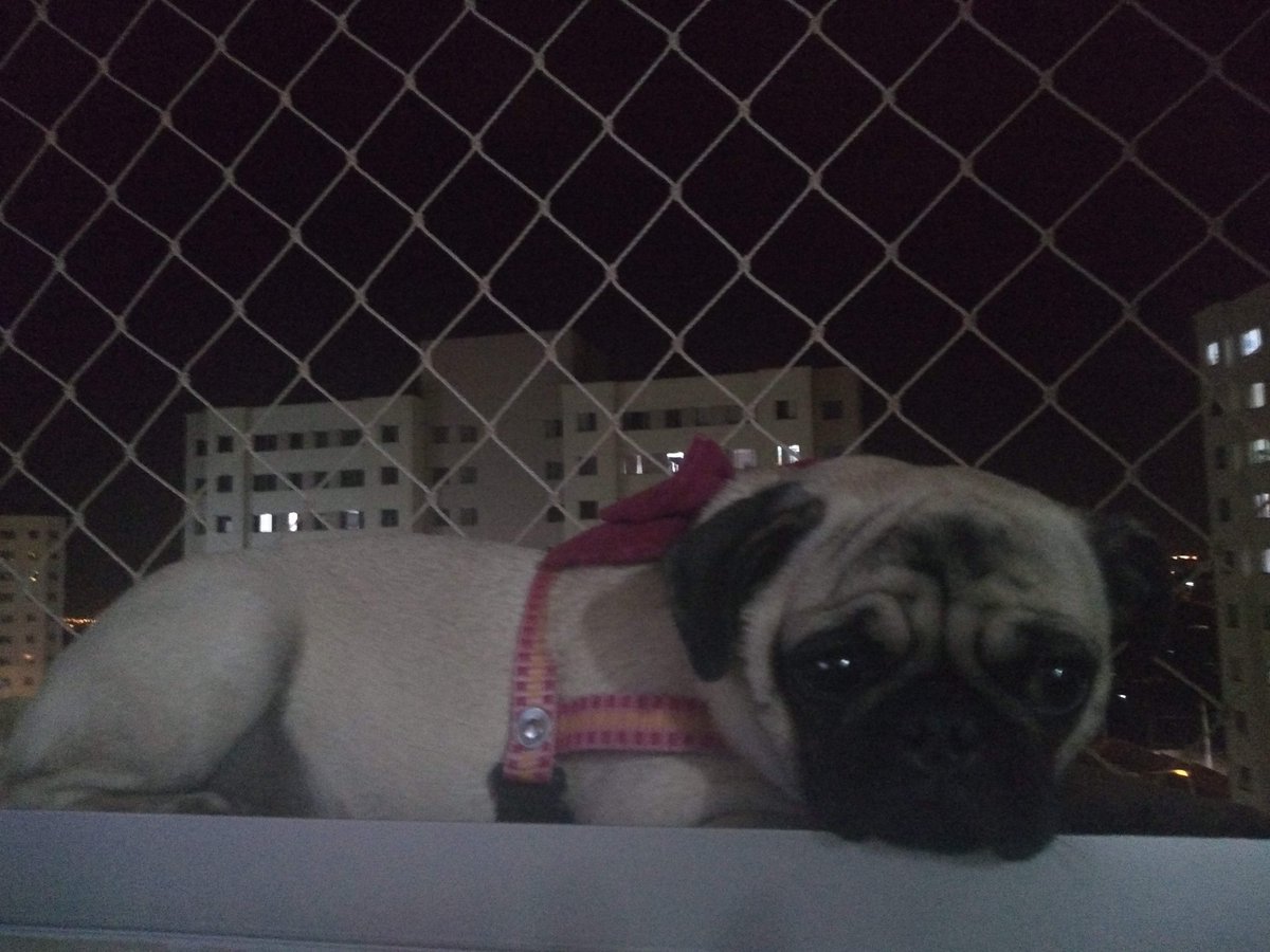 adlestri's tweet photo. #DomingoEspetacular minhas bebês Amora e Raquele https://t.co/VGHXaN5K2A