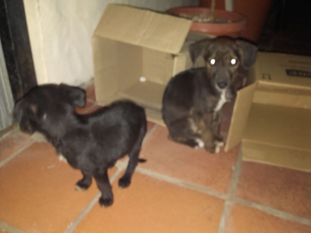 migueanimal's tweet photo. Me acaban de tirar dos perritos hermosos. Por nada en el mundo hare lo mismo. Pero necesito transito, dado que no puedo tenerlos.  Me hare cargo de todos los gastos, hasta darlos en adopcion responsable.
Mi contacto es 1554252815 Miriam @candetinelli @Soyeleowexler @BombitaDarin https://t.co/laMRwW9mNY