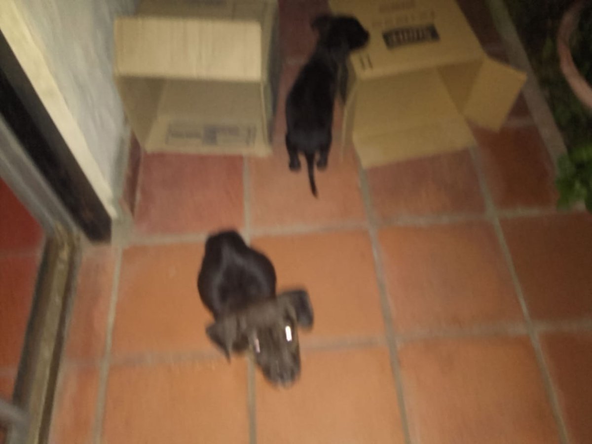 Miguel Medina 🐾 (@migueanimal) on Twitter photo Me acaban de tirar dos perritos hermosos. Por nada en el mundo hare lo mismo. Pero necesito transito, dado que no puedo tenerlos. Me hare cargo de todos los gastos, hasta darlos en adopcion responsable.
Mi contacto es 1554252815 Miriam <a href="/candetinelli/">Candela</a> <a href="/Soyeleowexler/">eleowexler</a> <a href="/BombitaDarin/">Ricardo Darin</a> Me acaban de tirar dos perritos hermosos. Por nada en el mundo hare lo mismo. Pero necesito transito, dado que no puedo tenerlos. Me hare cargo de todos los gastos, hasta darlos en adopcion responsable.
Mi contacto es 1554252815 Miriam <a href="/candetinelli/">Candela</a> <a href="/Soyeleowexler/">eleowexler</a> <a href="/BombitaDarin/">Ricardo Darin</a>