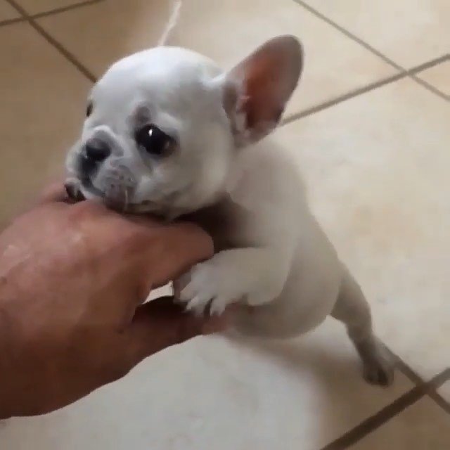 Little Angus ❤️
@jmarcoz
.
.
.
.
#puppyvideos #puppydogvideos #frenchiepuppy #frenchievids #stella_and_friends #frenchie #puppy bit.ly/2w98L18