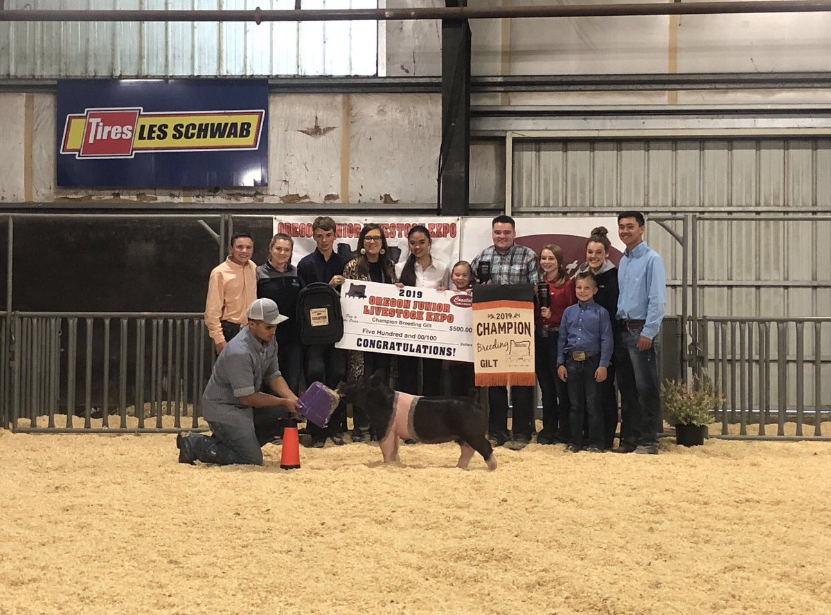BlaineLee8's tweet photo. This weekend was absolutely amazing with this crew by my side! Thank y’all for everything! Supreme Overall Gilt, Champion Cross Gilt amd Champion Senior Showman!🐷🎉 #TeamOttenwalter #firstofthelasts https://t.co/Lt58dp3t6u