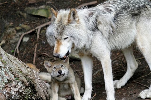 Follow us for daily wolf pics! ⠀
⠀
#nature #wolves #wolf #woodedwolf #wolfstar #wolf🐺 #wolflovers #wolfchildren #wolfman #graywolf #lovewolves #wolftshirt #wolfdogs #savethewolves #livewithwolves