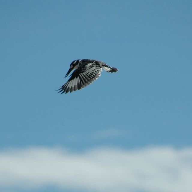 #piedkingfisher #kingfisher #birds #bird #birding #bird_freaks #birdphotography #birdsofeastafrica #nature #naturephotography #wildlifephotography #wildlife #lovebirds #ornithology #birdconservation bit.ly/2JvpuVh