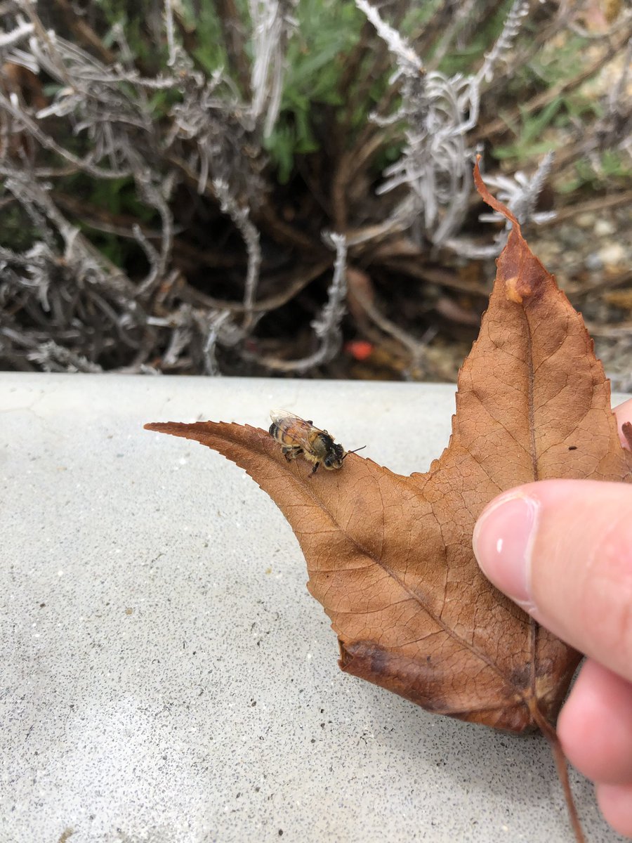 BogSelkie's tweet photo. it’s been raining all morning and on my walk home i found a bee and a caterpillar i. a puddle so i got them to a dry place and helped the bee dry off their legs so they could clean their wing https://t.co/lTLJTDot7y