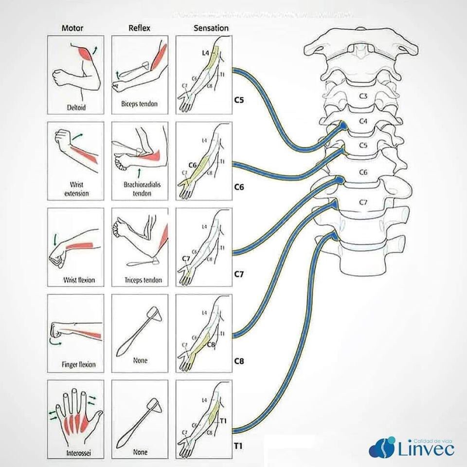 pacobautista1's tweet photo. Nivel motor y sensitivo del raquis cervical. #fisioterapia #osteopatia . Salu2 https://t.co/g3YTCacPQM