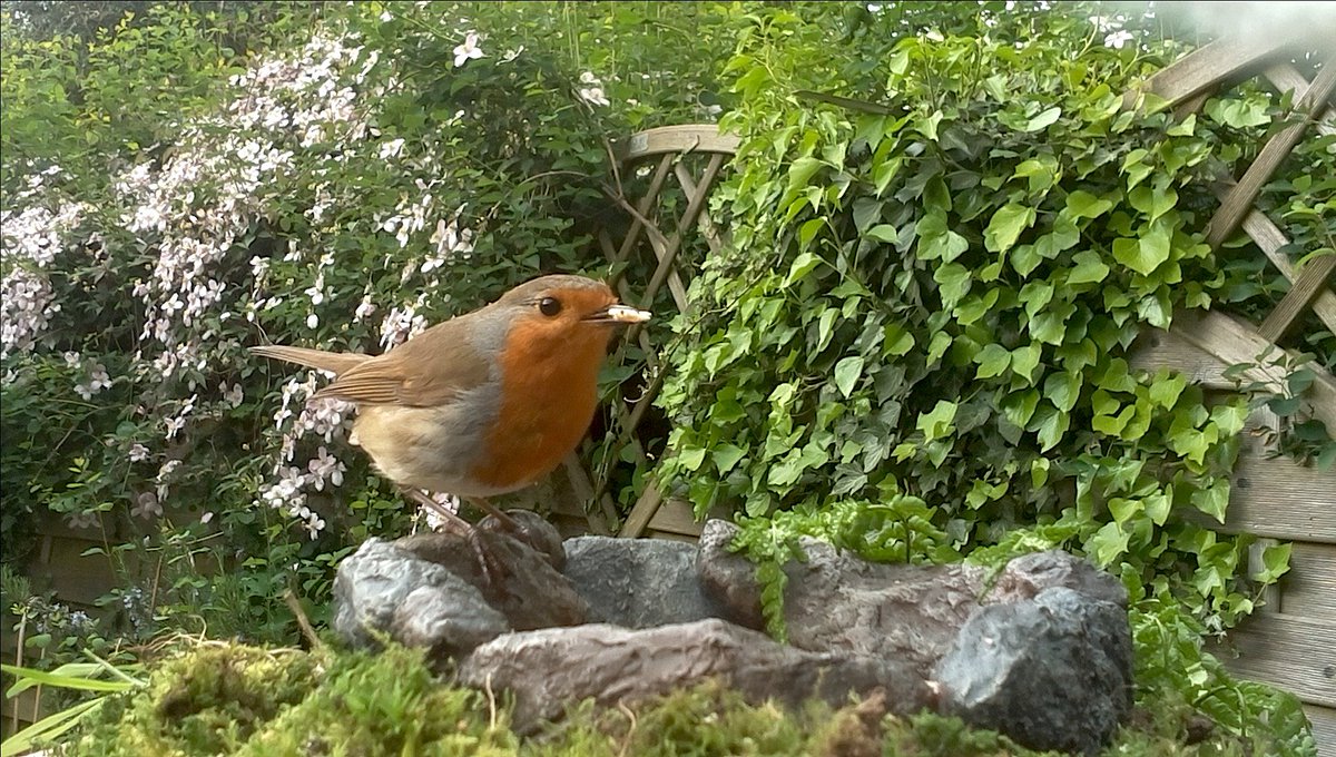 katemacrae's tweet photo. I just love the capabilities of this tiny bit of kit!!! Images captured with the @mynaturewatch ... tiny camera I have mounted in a sandwich box! #BasicButEffective https://t.co/JtkMQBlCV4