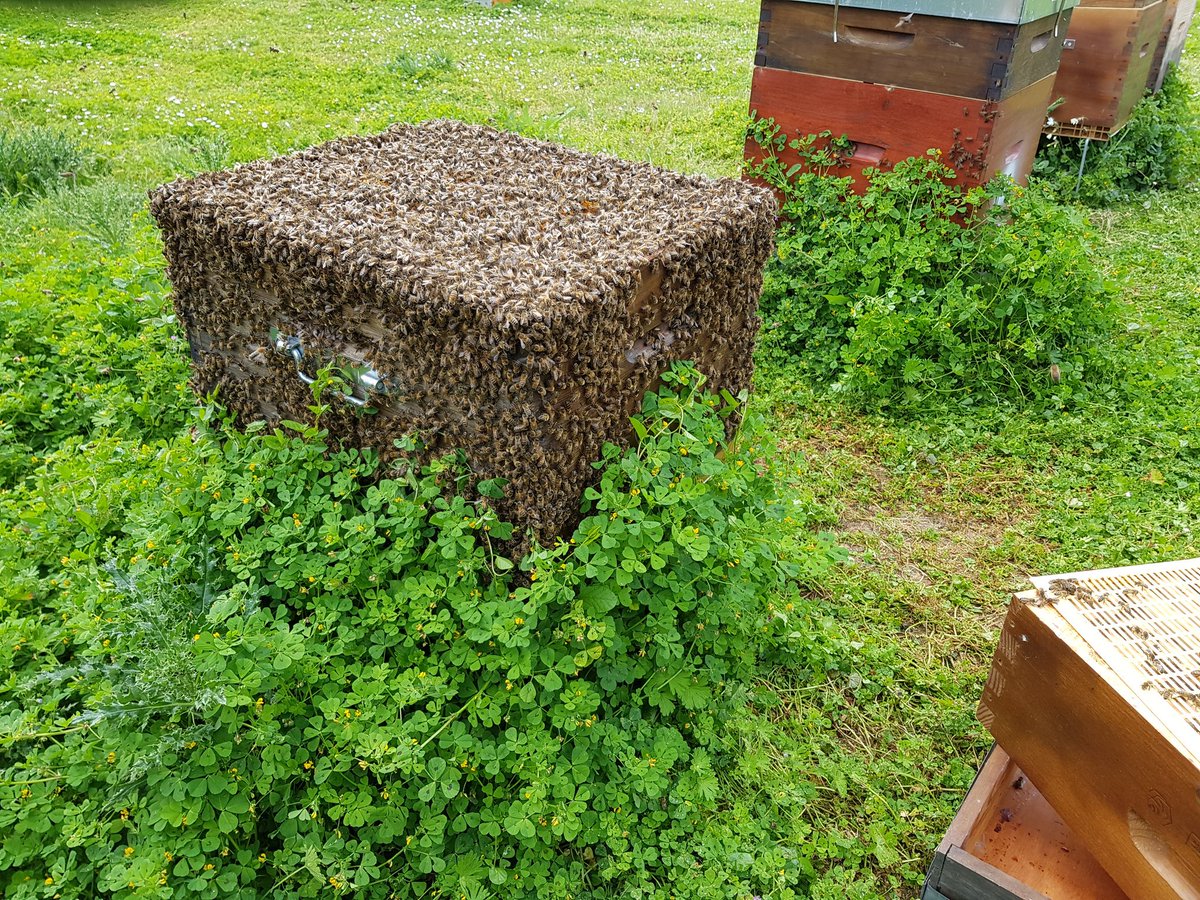 Après un début de saison compliquée avec les températures froides❄, elles sont prêtes🐝 pour le miel d'acacia 😁