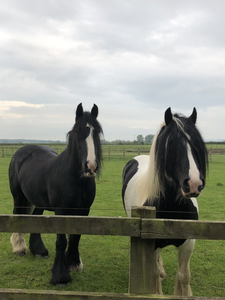 HariboHarryPony's tweet photo. @PonyTommyboy @HumbugToby @archiesauraus @tommy_pegasus @Kiwitheminihors That brother of mine is a nightmare 🙈🙈he just laughed at me when bobble snapped and my fringe was covering eyes. #hayhead #grumpybrother 😂 https://t.co/wsaoDk9EfQ