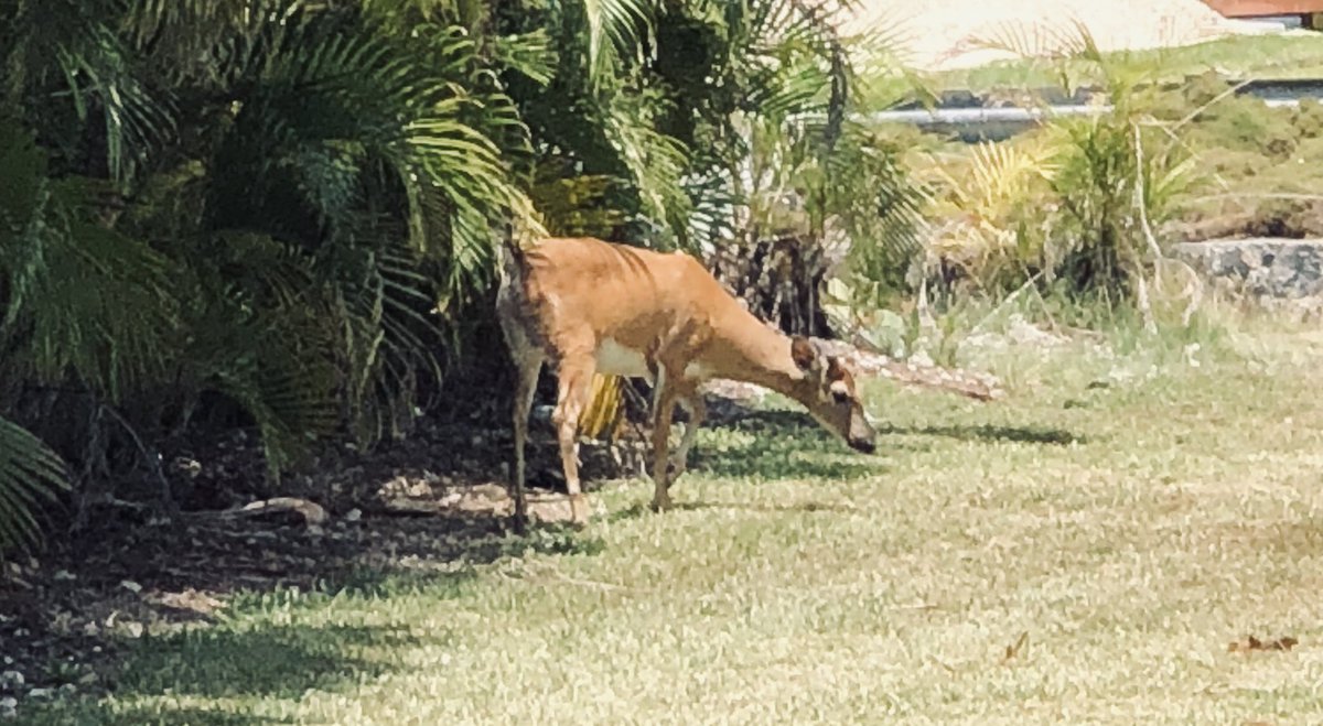bobbydevito's tweet photo. We are cleaning and #Plogging at #bigpinekey and #nonamekey today - lots of fun stuff to see and only 89 degrees out, so not brutally hot 🥵 love seeing all the wildlife on Big Pine Key, especially the deer 🦌 https://t.co/SwjJF0zgDG