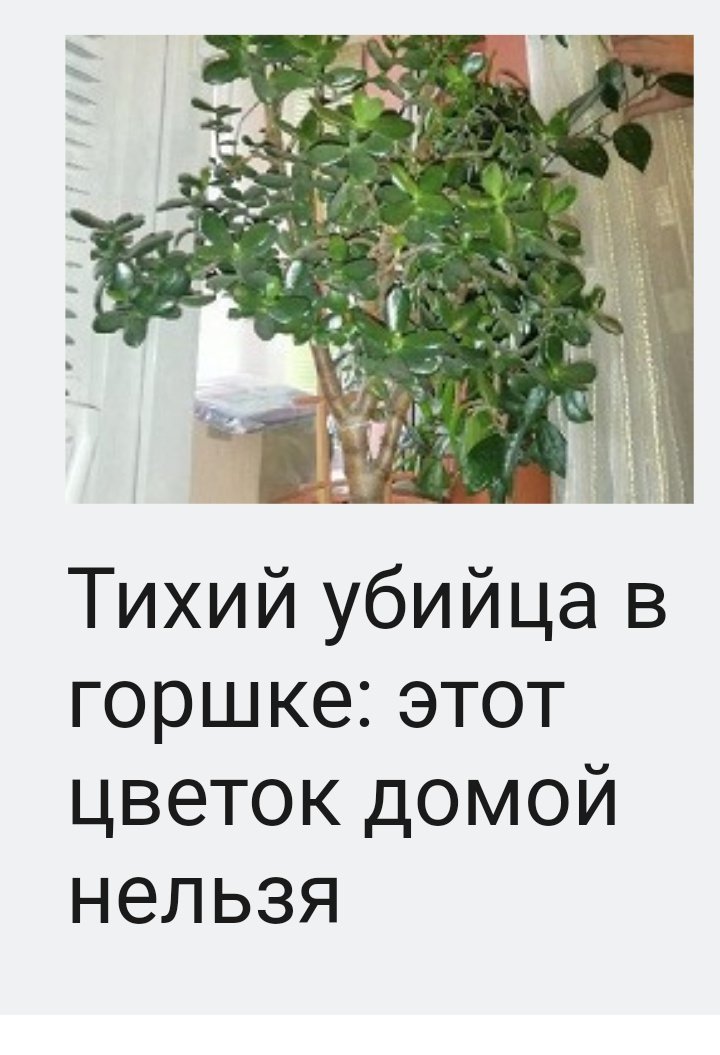 Цветок убийца денежное дерево. Обращение отвечает на вопросы. Почему нельзя держать. Положение ноги на педали сцепления. Какие вещи нельзя держать дома.