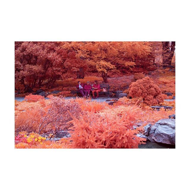 honeydesign's tweet photo. Trio in the Rock Garden @nybg
-
#ir #infrared #infraredphotography #infraredworld #infraredphoto #creativeir @infrared_global @infrared_images @creativeinfrared_nature #falsecolor #fullspectrum #aerochrome #irchrome #kolarivision #canon #canonm50 #100mmm… https://t.co/q8DxwPckhC https://t.co/Zr9xGoz0YP