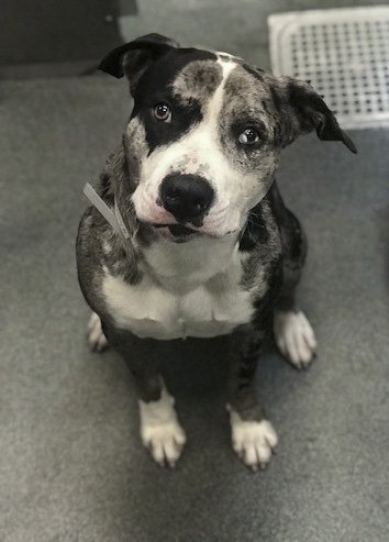 DallasShelter's tweet photo. Adopt a cutie from #DAS! Sady (#A1067382) is the sweetest little guy and loves showing DAS his fancy hand shake trick..as long as treats are involved of course! Visit #DAS and shake this cutie's paw! #BeDallas90 #SmartDogs #DasDogs #AdoptMe #FosterMe #AdoptableDogs #Catahoula https://t.co/Rzsqs0nmKe