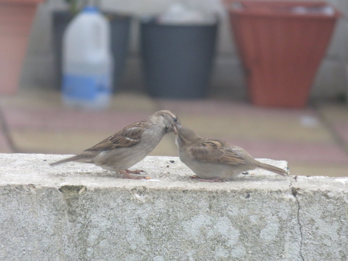 Sandra_Bax's tweet photo. Lots of #sparrow #fledlings out of their #nests. Busy parents rushing around feeding them all! Still one nest in my extractor fan and the babies' cries echo back into the kitchen! #birding #spring #birds #birdwatching https://t.co/28yZL1GKiy