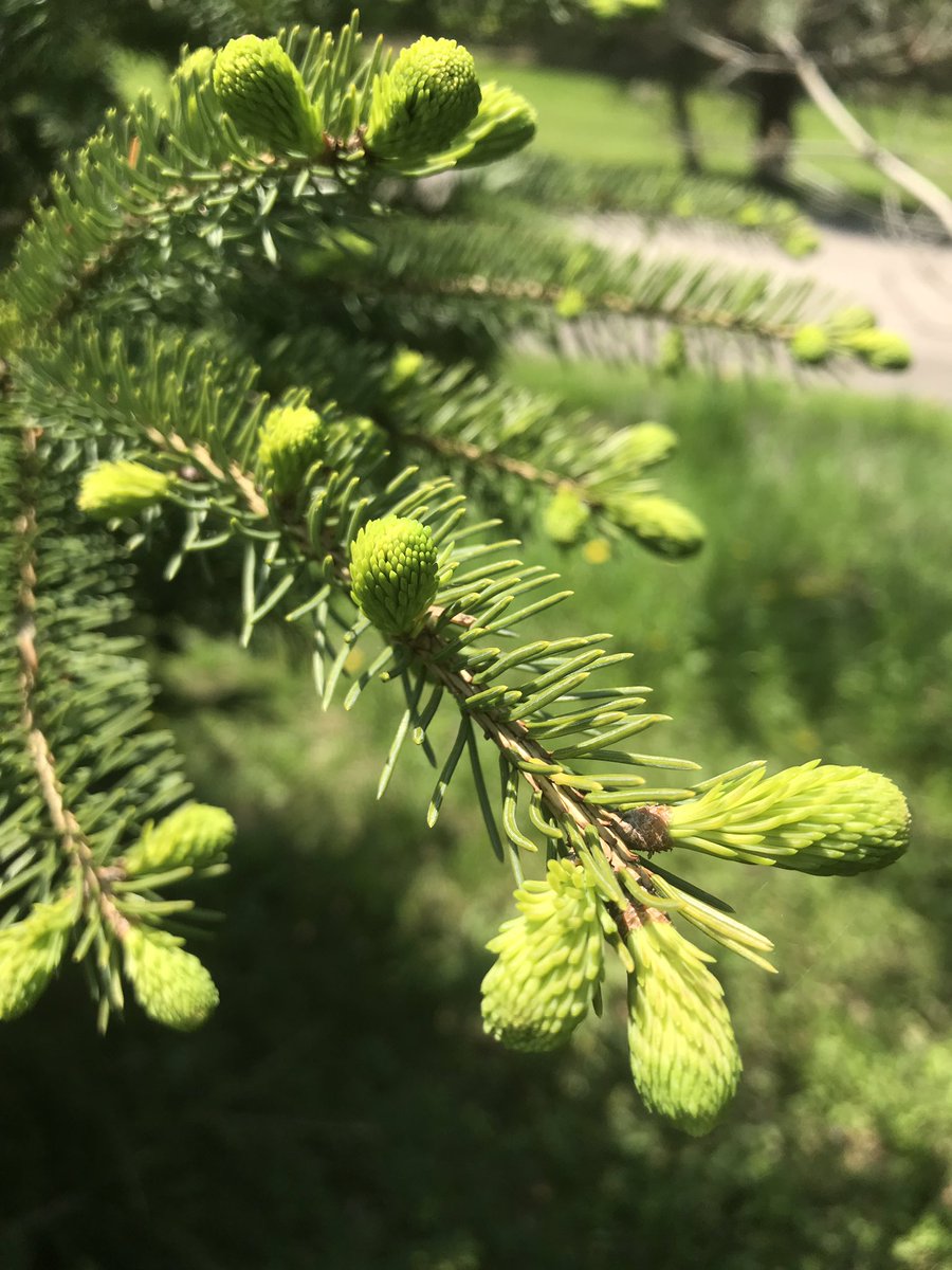 LocalGrowingCo's tweet photo. Spruce Tips anyone? We ate some of these while seeding flowers today and were impressed by the tender texture and citrus flavour. Yum 😋

#ygkfarmtotable #ygk #ygkeats #ygklove #ygkfood #yumgk #kingston_on #kingstonontario #kingstoncanada #gananoque #1000islands #infrontenac https://t.co/sMsUdBCM7c
