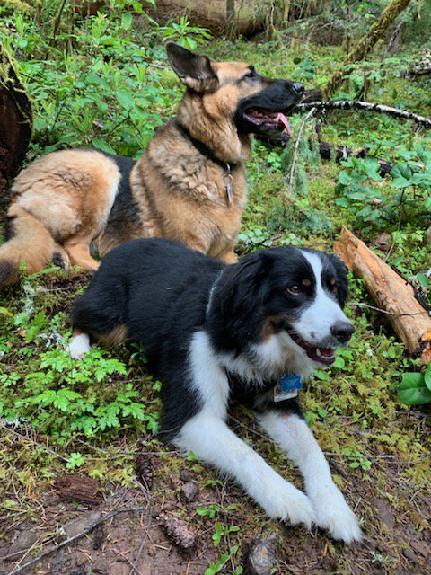 lopeznumba11's tweet photo. #explorecascadia 🌲 https://t.co/H89dF2NIUy