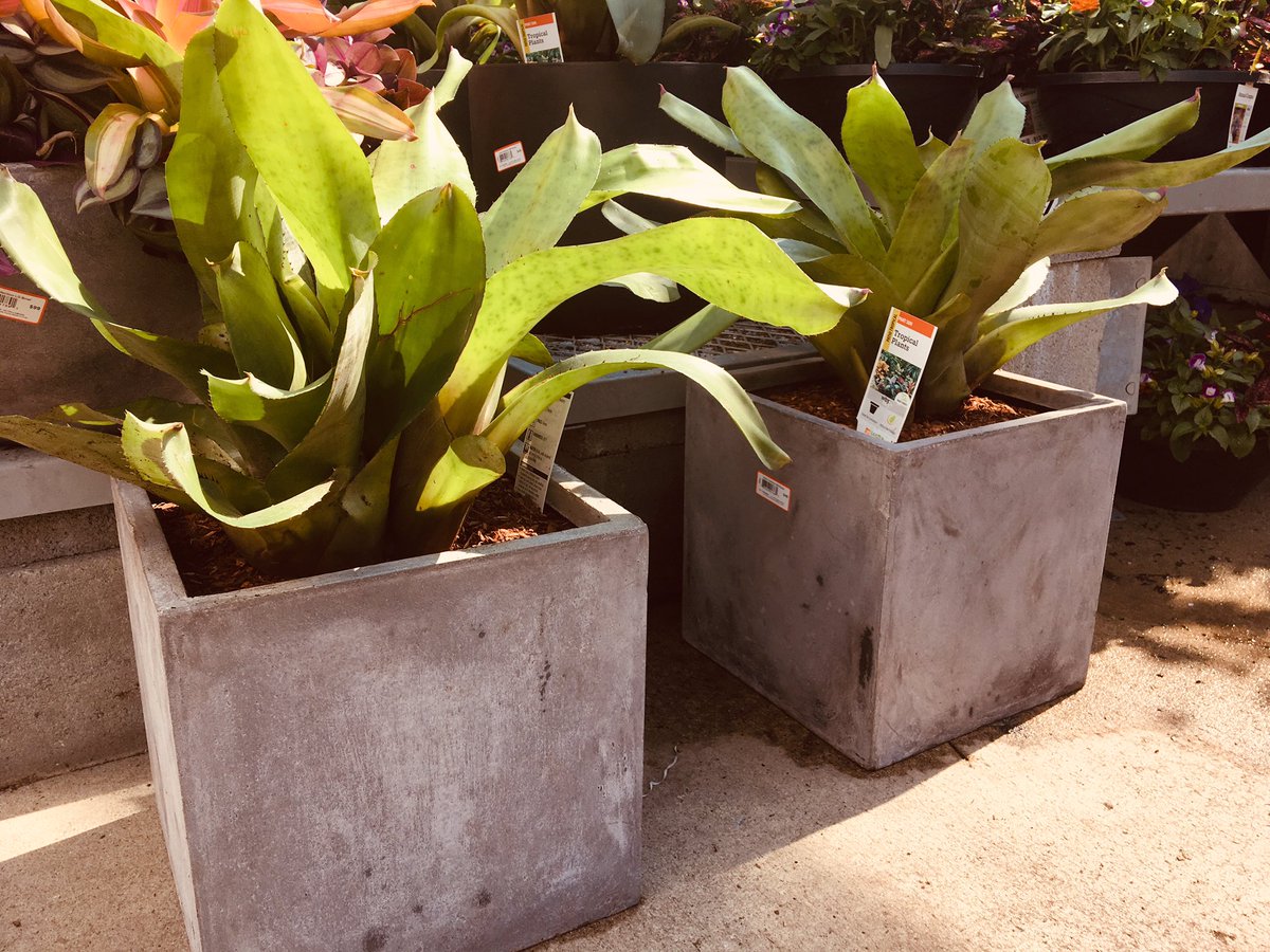 Live_Gardens's tweet photo. These ARE pure beauty from Pure Beauty❣️ #patioperfect #takemybreathaway @anavarro52069 @pauld_PBF @Victorpbfinc @freddyplants @Carell_R @ChrisBergHD @AMCTHD @jeanine_28 https://t.co/h6G5X7rCZw