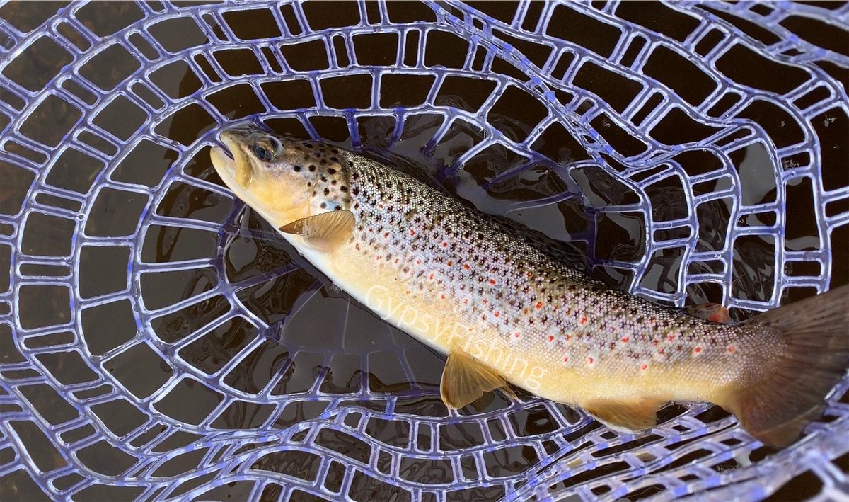 GypsyFishing's tweet photo. Successful day on the #ArkansasRiver near #Leadville. Water running super high and cold, but managed to get a pretty little #browntrout. 🎣
#keepemwet #5050onthewater #guideschool #Colorado https://t.co/EEuTbNhTI3