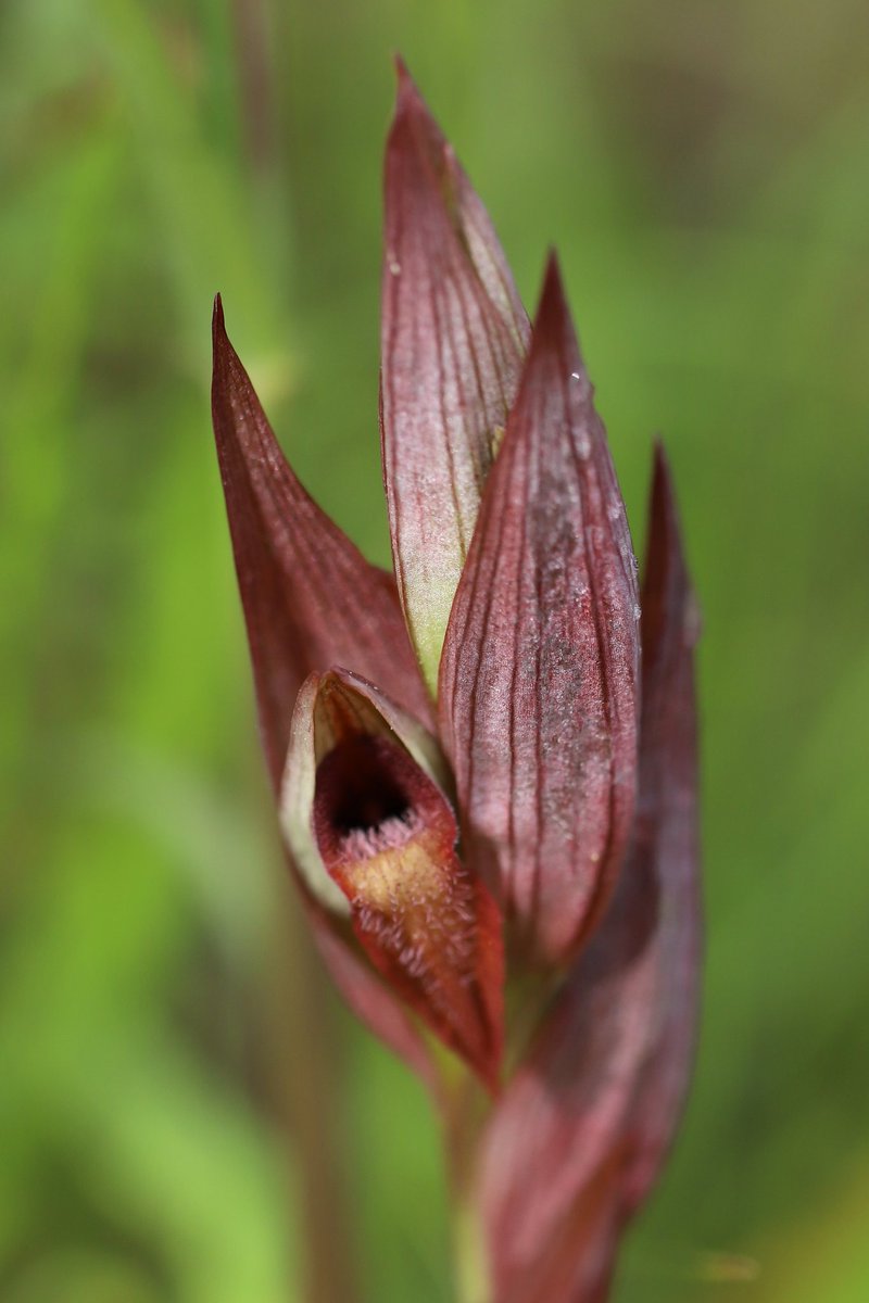 SLeguil's tweet photo. Croatian orchids on day 5 of our @naturetrektours Spring in Istria tour @adriawildlife- Butterfly orchid (Anacamptis papilionacea), Ploughshare tongue orchid (Serapias vomeracea) and white Bee (Ophrys apifera) https://t.co/why2xoqwiR