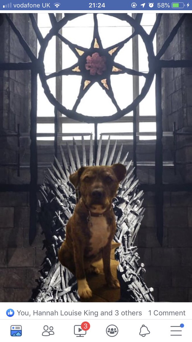 katielockhart26's tweet photo. #gameogthrones spoiler - Socks Lockhart first of his name , breaker of sticks , king of fazakerley golf course and ruler of the seven kingdoms 🐶🐶#dogsrule https://t.co/NG8nwzRoDN