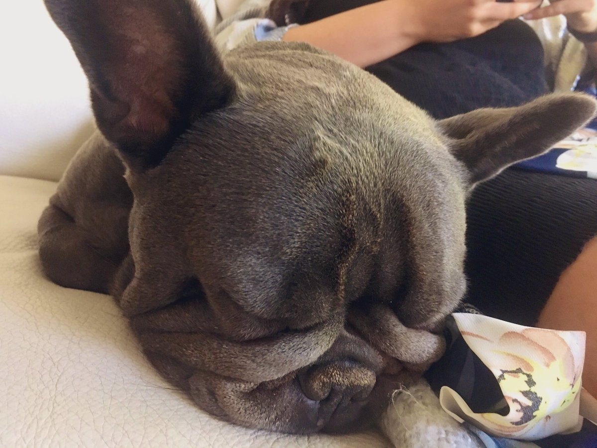 JennytheM's tweet photo. #TweetAGrumpyFaceForGrumpy Louis - my friend’s French bulldog https://t.co/uy0NCorGpJ