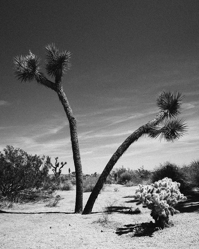 Alex_Faimali's tweet photo. Biggest slingshot ever?
.
.
.
.
.
#socal #desert #joshuatree #slingshot #noir_shots #monochromephotography #ourmomentum https://t.co/cZoZFY9q7L https://t.co/FsCTAdMeg5
