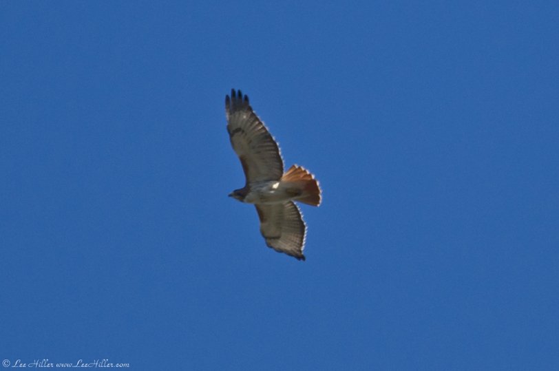 Our #publiclands must be preserved 🌿🌸🌱 #Hawk #habitat #resist
