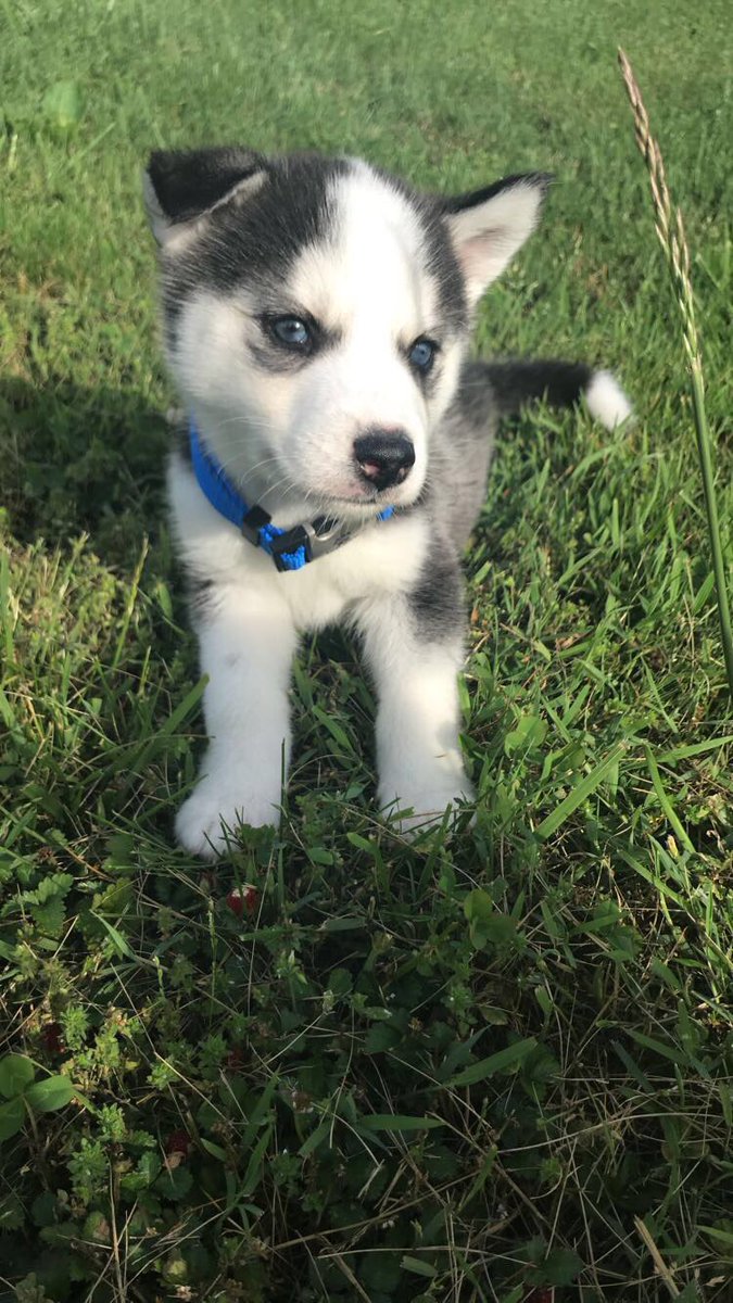 evelin_sorto's tweet photo. Has Twitter met my baby Joey? https://t.co/6GpAbV2r68