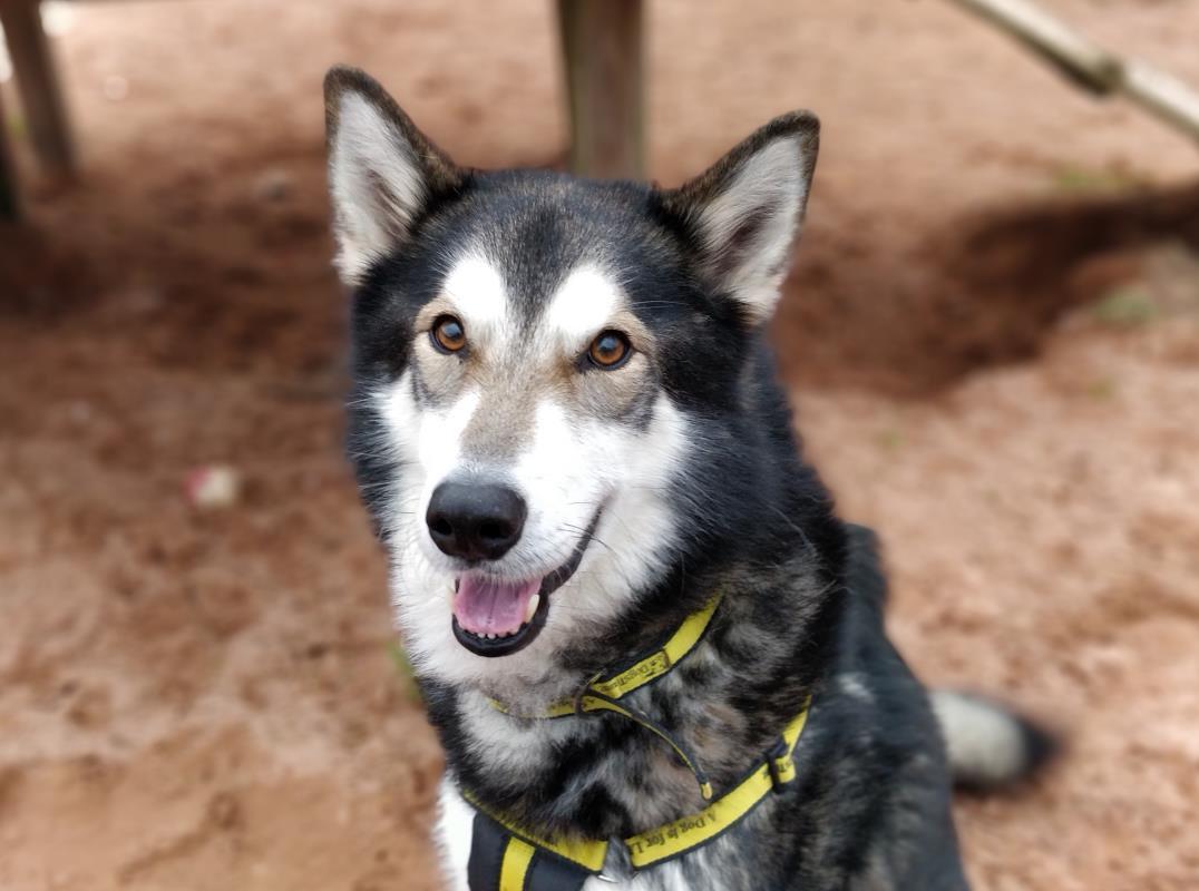 DogsTrust's tweet photo. Since #GameOfThrones began, wolf-like dogs have soared in popularity &amp; sadly we've seen a huge increase in breeds like Malamutes, Huskies &amp; Akitas being given up for adoption. With the end of the show, please remember that #ADogIsForLife, not just the duration of a TV series 🐾 https://t.co/Hn0sV1hvUq
