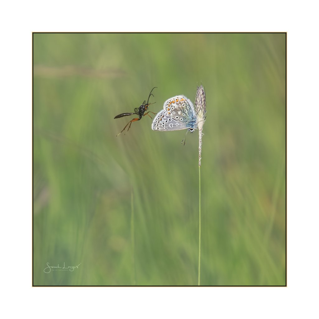 MiradorDesign's tweet photo. Beauty And The Beast for #ShareMondays2019 , #WexMondays and #fsprintmonday @wextweets @Fotospeed
A parasitoid wasp and common blue butterfly at @southeastNT #DenbiesHillside @savebutterflies @BS_Surrey @SurreyHillsAONB @NHM_ID https://t.co/7fv1tIwSAB https://t.co/dHGXRl4fsN