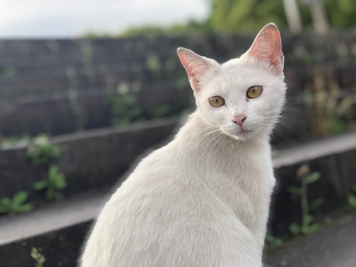 oando4646's tweet photo. かわいすぎ
 #日常が価値に変わるアプリ  https://t.co/OOEOAeLAXb #selpy #セルピー  #pr  #ペット #動物 https://t.co/HVWpnE6pa7