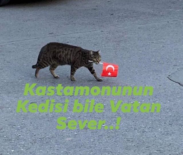 Şimdi kediler bile vatansever. İki ayaklı köpekler şorda dursun